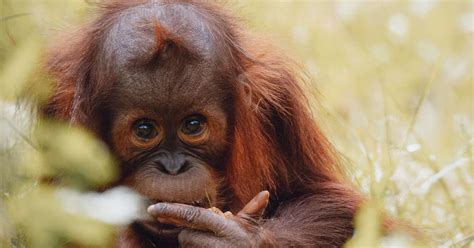 From Asia to Africa, Chinese-funded dams pose a substantial risk to ...