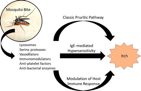 Mosquito Bite Allergic Reaction Treatment – QGWR