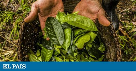 Guayusa: La planta amazónica con más antioxidantes que el té | Planeta ...