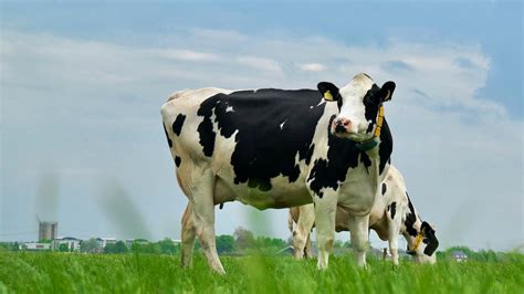 Top Uses, Characteristics and Origin of Holstein Cows