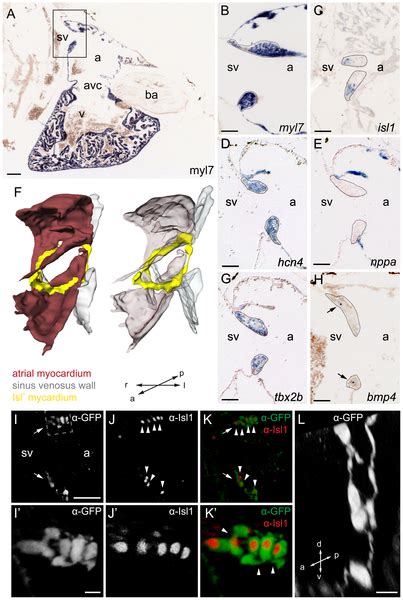 Image result for Zebrafish Embryo Development Heart