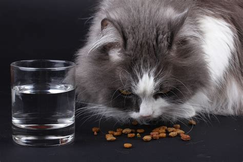 The Best High Fiber Cat Food (And What You Need to Know) - Choosey Cats