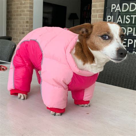 Light Pink Dog Puffer Jacket at Randall Starkes blog
