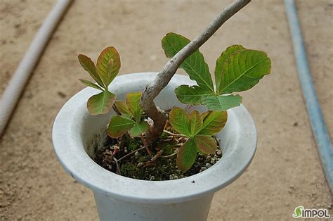 Image result for Example of Over Line in Coding