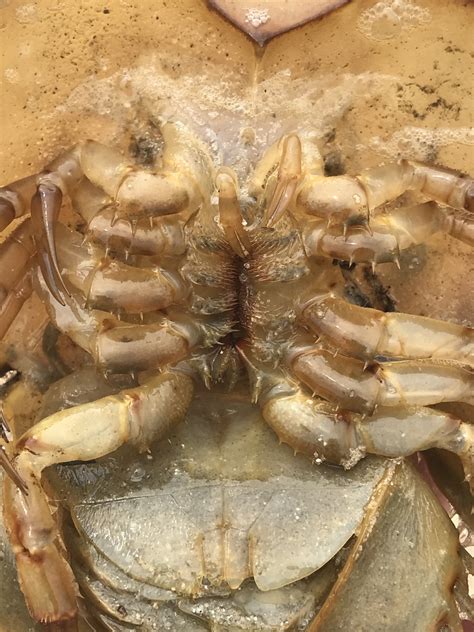Horseshoe Crab Taxonomy