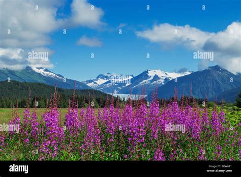 Image result for Difference Between Android and iOS