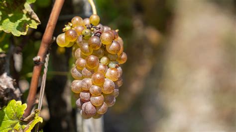 New Year's traditions and superstitions: What to eat, do