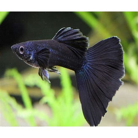 FULL BLACK GUPPY – Fishykart.in
