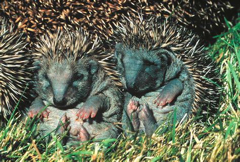 North American Hedgehog