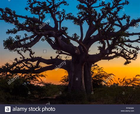 🔥 [44+] Baobab Background | WallpaperSafari