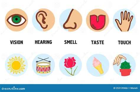 Diagram Of Sense Of Touch at Marjorie Lachance blog