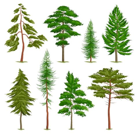 8 Interesting Facts About Pine Trees | Cool Kid Facts