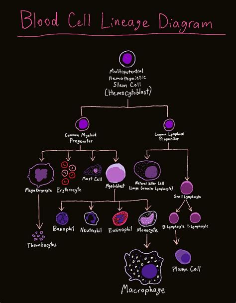 Image result for Lymphocyte Lineage Tree