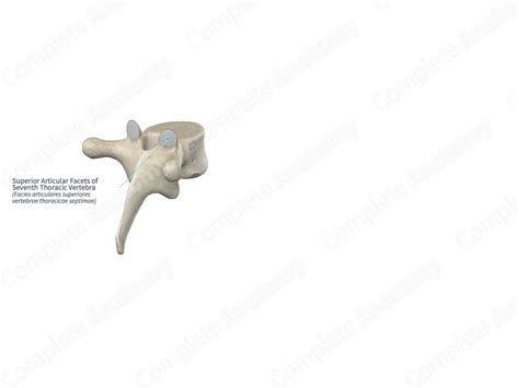Superior Articular Facets of Seventh Thoracic Vertebra | Complete Anatomy