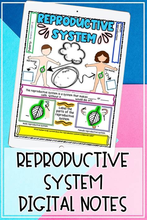 Image result for Male Reproductive System Interactive Game