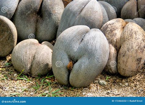 Coco De Mer, Lodoicea Maldivica in Fond Ferdinand, Praslin Island ...