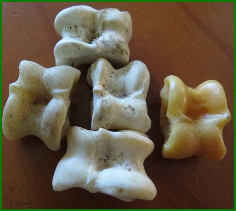 Knuckle Bones Game - Bones from lamb roasts - InfoBarrel Images | Lamb ...