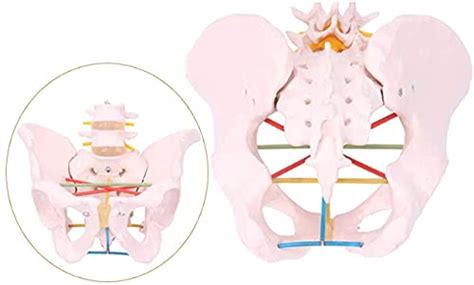Buy Anatomy Model, Pelvic Measurement Teaching Model - Adult Pelvis ...
