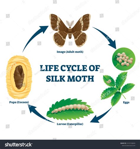 Silk Moth Life Cycle