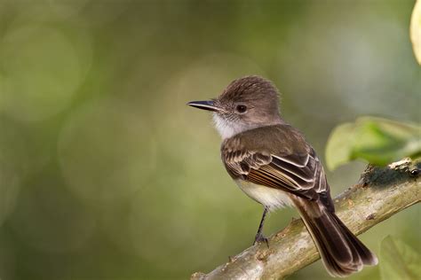 Endemic Birds of Puerto Rico on Behance
