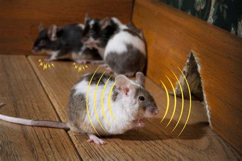 Computer Mouse Sound 的图像结果