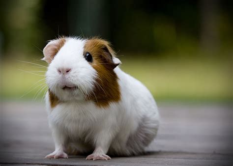 silly pig. : ) Pig Pics, Pig Pictures, Happy Animals, Animals And Pets ...