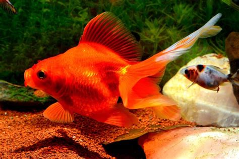 Image result for Fish Key Script Code