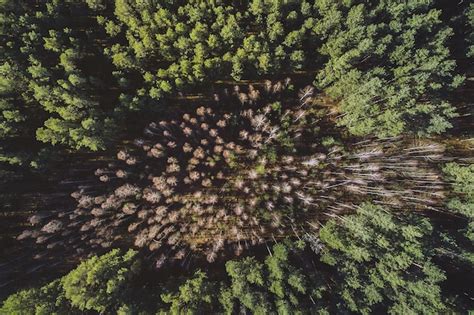 Aerial view of forest | Premium Photo