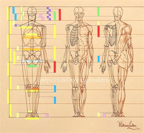 Drawing Anatomy Proportions at Mary Birch blog
