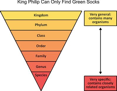 Image result for Taxonomy Code for LMSW