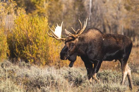 Moose Hunts - Idaho Big Game Hunting Fishing Outdoor Adventures