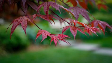 Japanese Maple Care: Cultivars, Light, Leaf Scorch