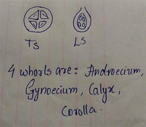 Dissect the hibiscus flower and display diffrent whorls. Take t. S of ...