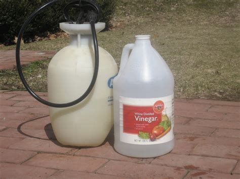 Kill Your Weeds With Store Brought Vinegar – Eco Snippets