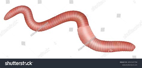 Image result for Segmented Worm Drawing