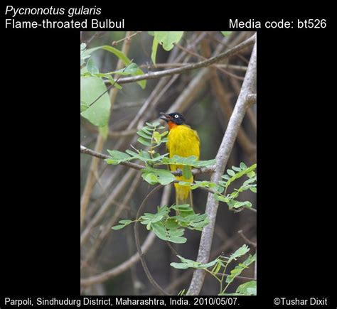 Pycnonotus gularis (Gould, 1836) - Flame-throated Bulbul | Birds