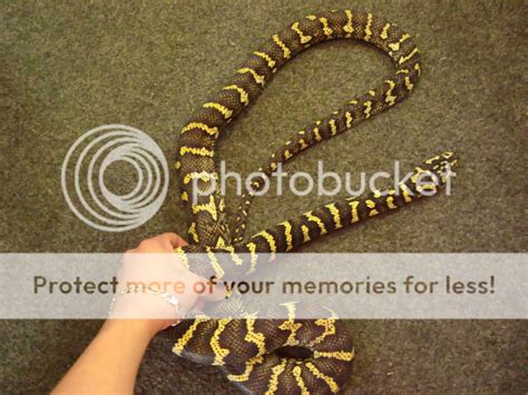 Adult Female Jungle Carpet Python 的图像结果