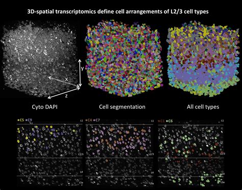 Nature vs Nurture in the Mouse Brain - W.M. Keck Foundation