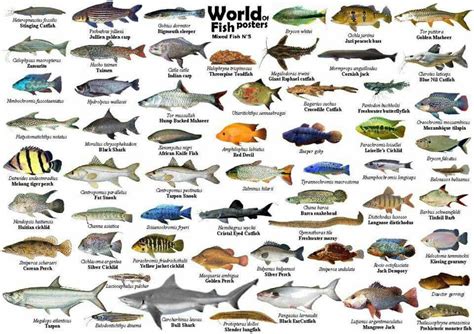 Image result for Fish in Turtle Python