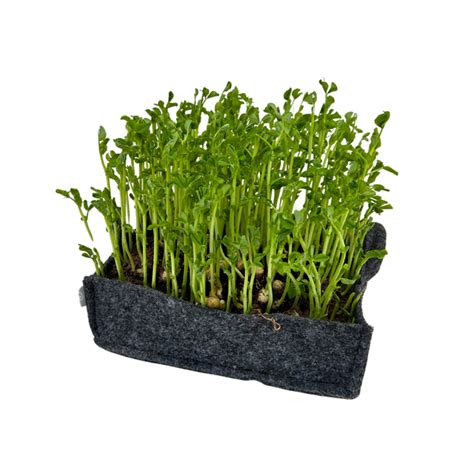Maple Peas Microgreen Seeds - Freshness Sprouted at Home | AllThatGrows