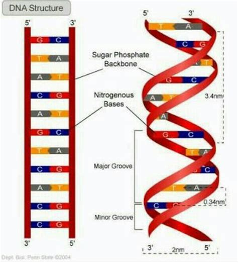 describe the Watson and Crick model. - Brainly.in