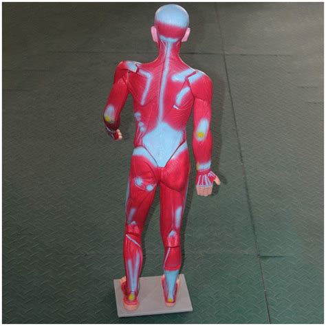 Buy GRFIT Human Muscle Model - 83CM Muscular System Model Medical ...