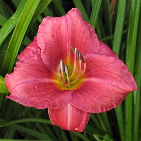 Hemerocallis 'Rosy Return' - Multiplants