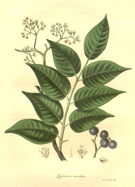 Picrasma excelsa: Systematics, Etymology, Habitat, Cultivation ...