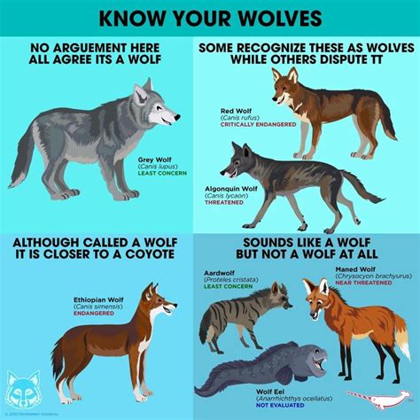Image result for Types of Wolves