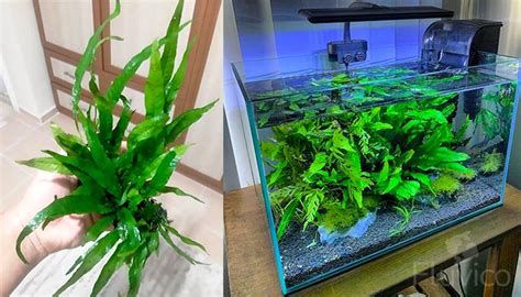 Java Fern Small Leaves at Tip 的图像结果