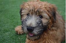 soft coated wheaten terrier haircut dog wheaten willow 12 weeks 3 days soft coated wheaten terrier soft coated wheaten terrier wheaton soft coated wheaten terrier haircut dog wheaten willow 12 weeks 3 days soft coated wheaten terrier soft coated wheaten terrier wheaton