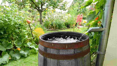 5 Best Rain Barrels for Water Conservation in 2026 - SkilledHub