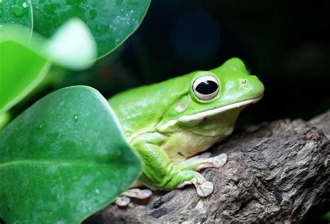 Frog Meaning in Myth and Lore | Frog Guidance and Wisdom | by Avia on ...
