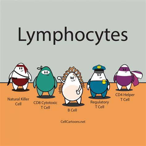Image result for Lymphocytes Cell Labeled